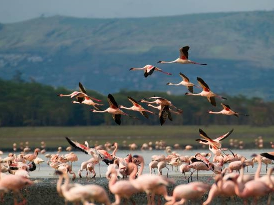 Tanzania's Trail of Wonders: From Red-Hued Lakes to Majestic Safaris