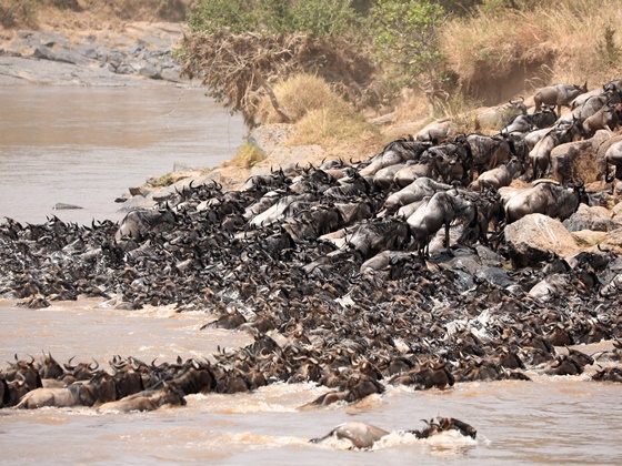 2026-07-18 Tanzania The Great Migration 6N 