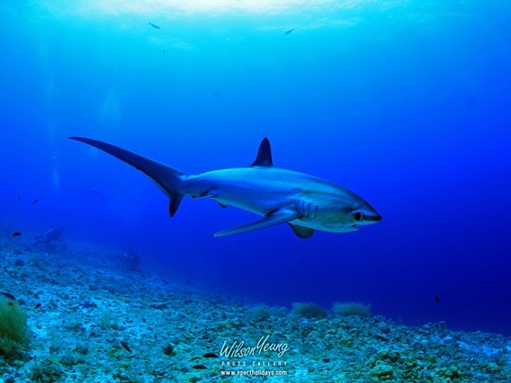 2026-05-21 Malapascua 6 Day 5 nights - Travel with Xpert Buddy