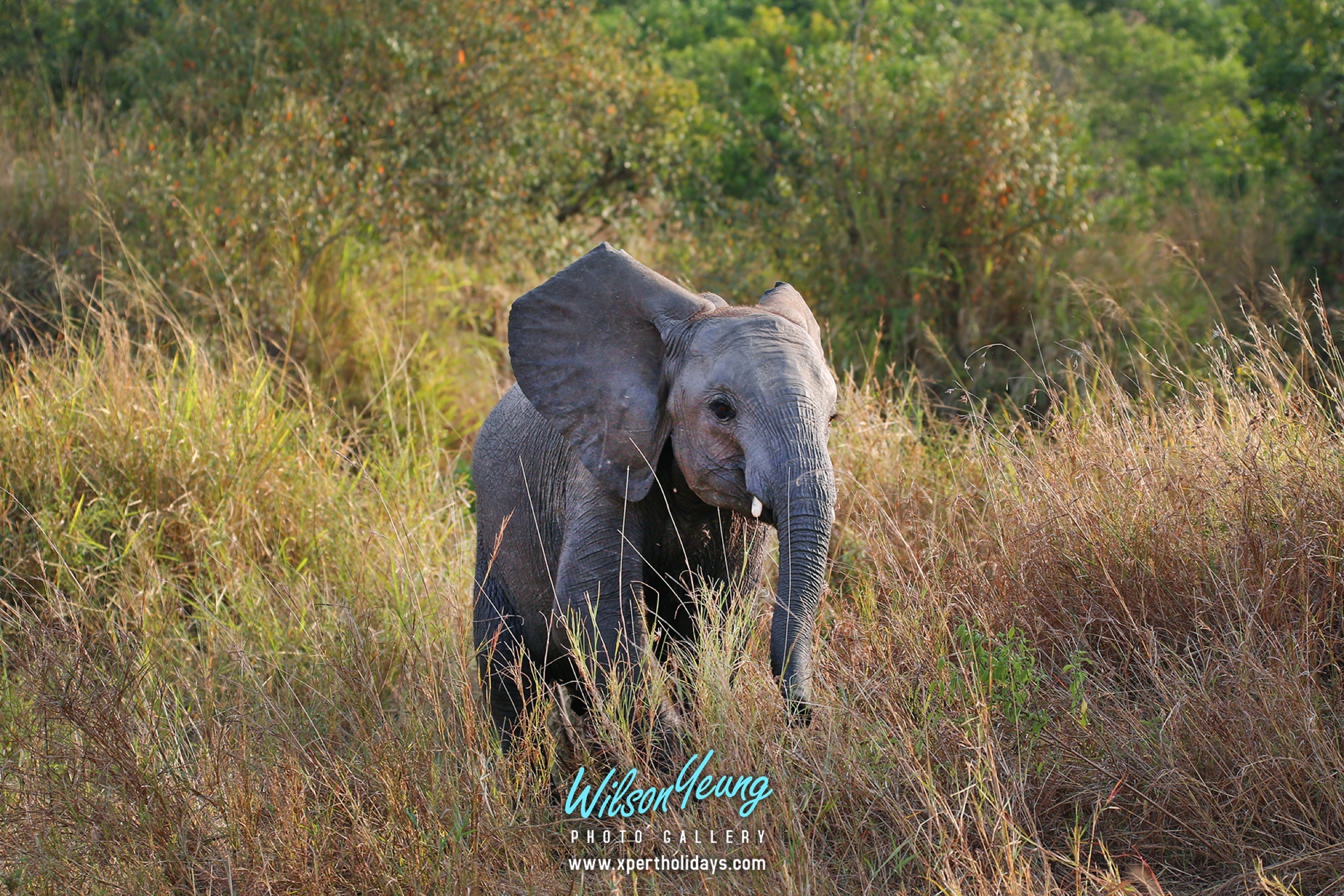 2027-03-27 Easter - 8N Tanzania Spring of Life Safari - Travel with Xpert Buddy